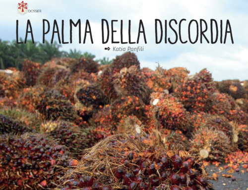 Olio di palma: la palma della discordia